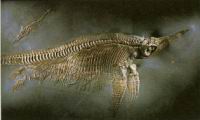 Squelette fossile d'Ichthyosaurus avec son petit et 5 foetus